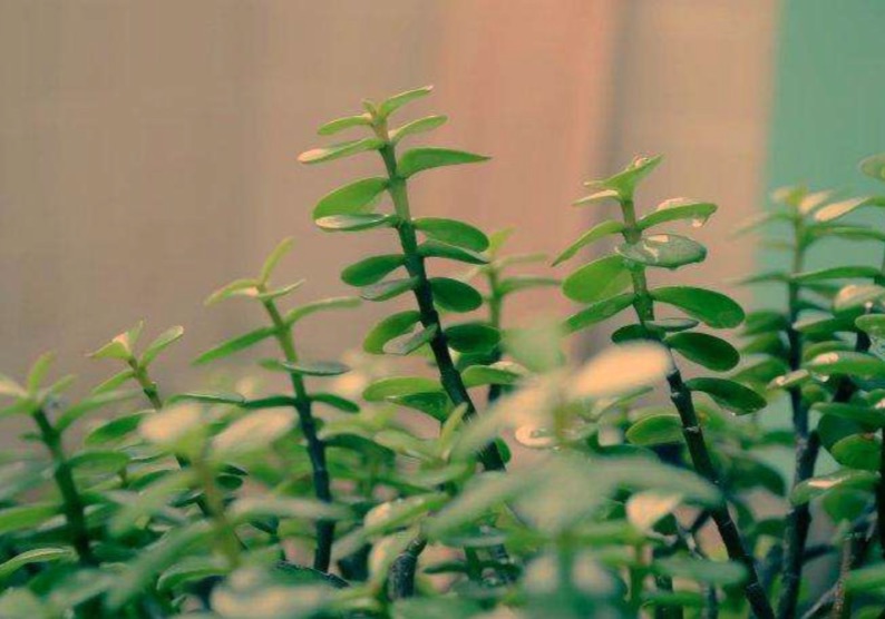 植物能除甲醛吗？